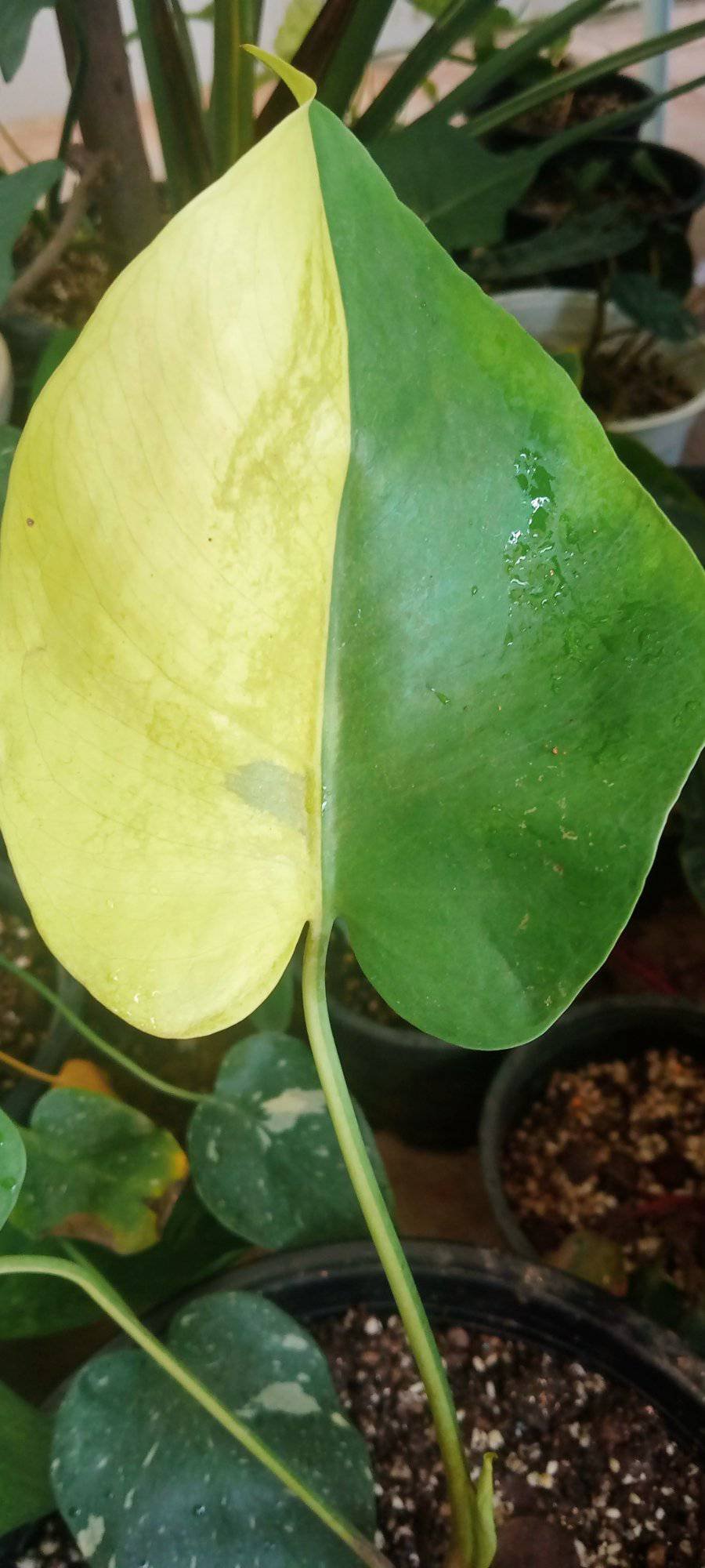 monstera-deliciosa monstera-deliciosa