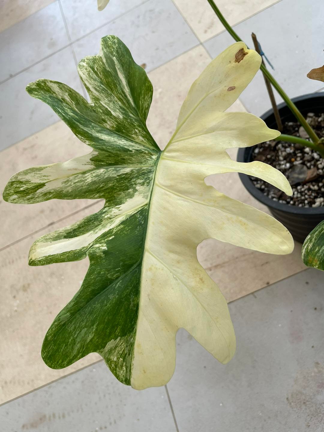 376655998_325032010050932_8358796525331297084_n