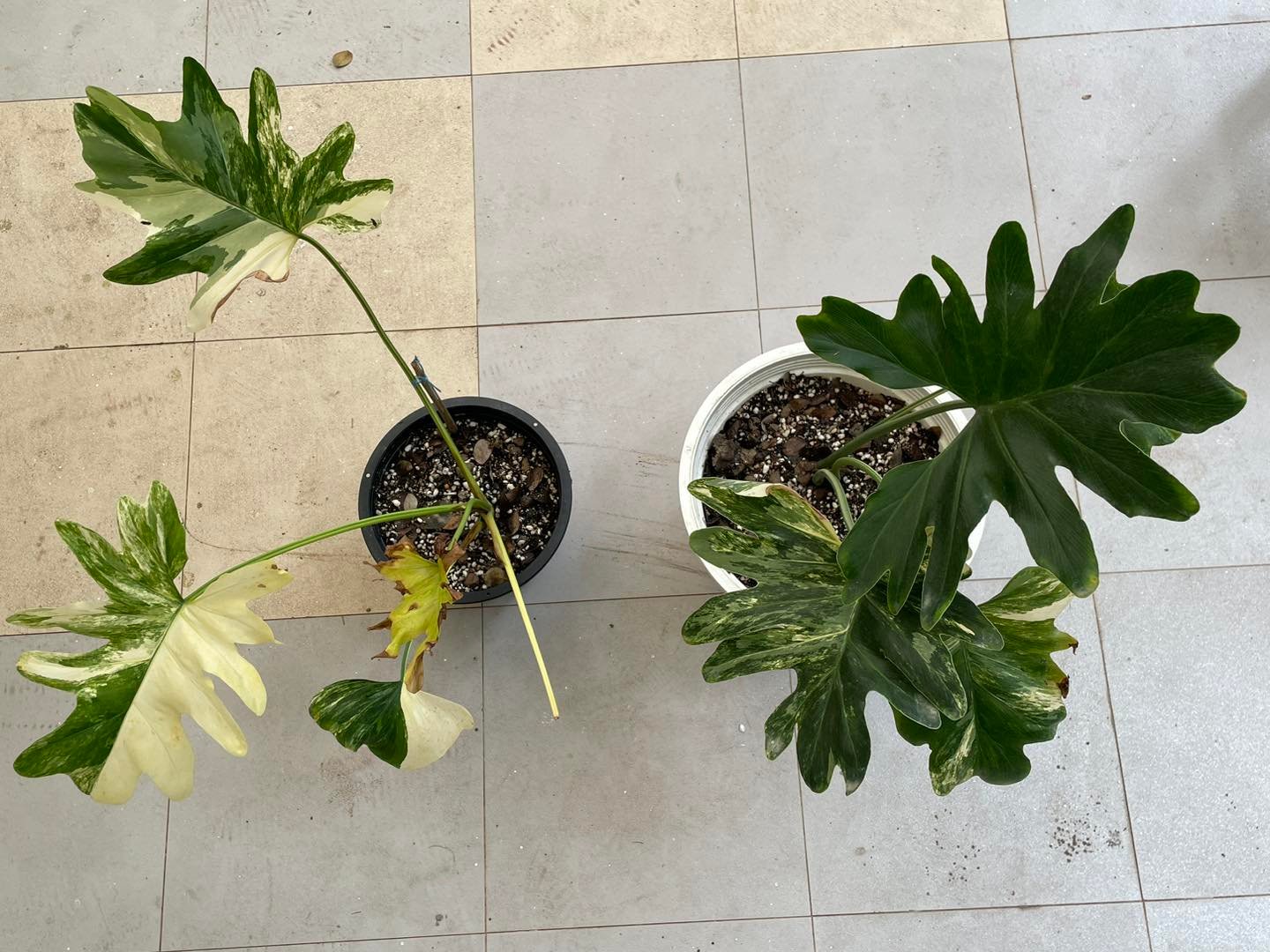 376690502_325032046717595_1872318218465928161_n