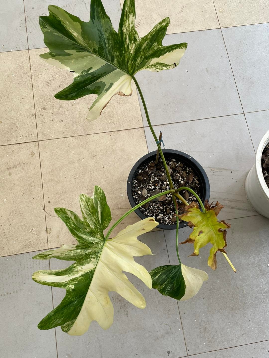 376845094_325032056717594_6569026795697048300_n